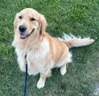 Mr Chili, a male Golden Retriever for sale in Maryville, MO – 3 of 10