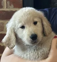 Mr Bobby, a male Golden Retriever for sale in Maryville, MO – 5 of 5
