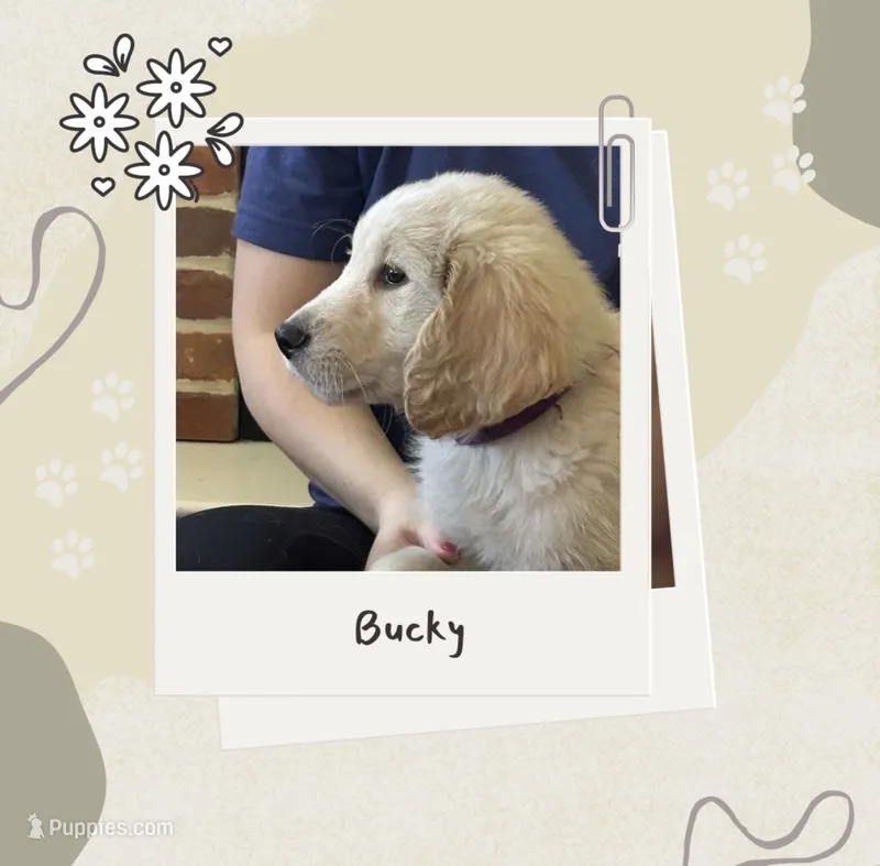 Mr Bucky  – Golden Retriever puppy for sale in Maryville, MO