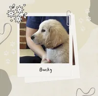 Mr Bucky , a male Golden Retriever for sale in Maryville, MO – 1 of 5