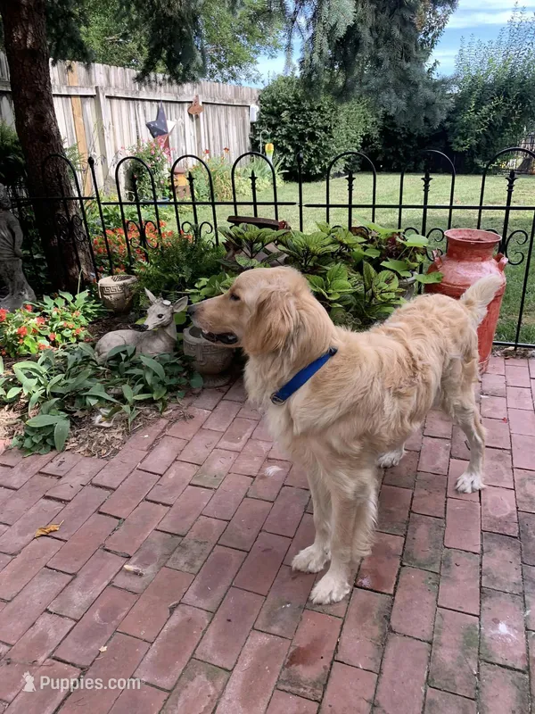 Mr Brett – Golden Retriever puppy for sale in Maryville, MO
