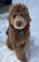 Eddie, a male Miniature Goldendoodle for sale in Maryville, MO – Photo 3 of 4