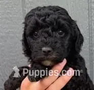 Eddie, a male Miniature Goldendoodle for sale in Maryville, MO – Photo 1 of 4