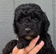 Eddie, a male Miniature Goldendoodle for sale in Maryville, MO – Photo 1 of 4