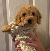 Eddie, a male Miniature Goldendoodle for sale in Maryville, MO – Photo 2 of 4