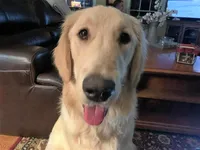 Miss Peony, a female Golden Retriever for sale in Maryville, MO – 8 of 9