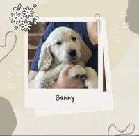 Mr. Benny, a male Golden Retriever for sale in Maryville, MO – 1 of 5
