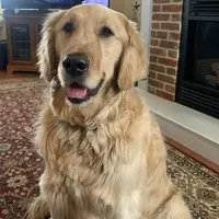 Beau, a male Golden Retriever for sale in Maryville, MO – Photo 4 of 5