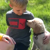 Beau, a male Golden Retriever for sale in Maryville, MO – Photo 3 of 5