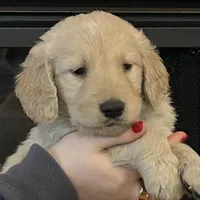 Beau, a male Golden Retriever for sale in Maryville, MO – Photo 2 of 5