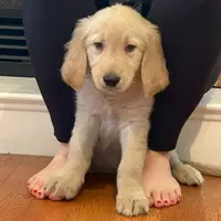 Beau, a male Golden Retriever for sale in Maryville, MO – Photo 1 of 5