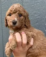 Holly, a female Miniature Goldendoodle for sale in Maryville, MO – Photo 1 of 4