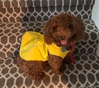 Holly, a female Miniature Goldendoodle for sale in Maryville, MO – Photo 4 of 4