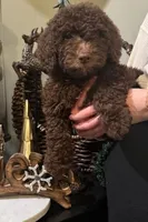 Holly, a female Miniature Goldendoodle for sale in Maryville, MO – Photo 2 of 4