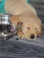 Mr Chili, a male Golden Retriever for sale in Maryville, MO – 7 of 10
