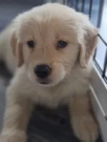 Mr Chili, a male Golden Retriever for sale in Maryville, MO – 8 of 10