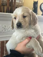 Miss Midge, a female Goldendoodle for sale in Maryville, MO – Photo 1 of 3