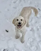 Miss Midge, a female Goldendoodle for sale in Maryville, MO – Photo 2 of 3
