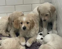 Miss Midge, a female Goldendoodle for sale in Maryville, MO – Photo 3 of 3