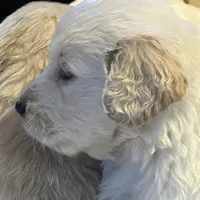 Miss Sally, a  Golden Retriever for sale in Maryville, MO – Photo 5 of 7