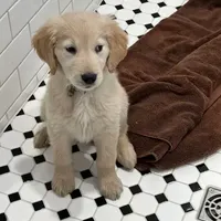 Miss Sally, a  Golden Retriever for sale in Maryville, MO – Photo 2 of 7