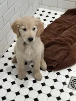 Miss Sally, a female Golden Retriever for sale in Maryville, MO – Photo 2 of 7