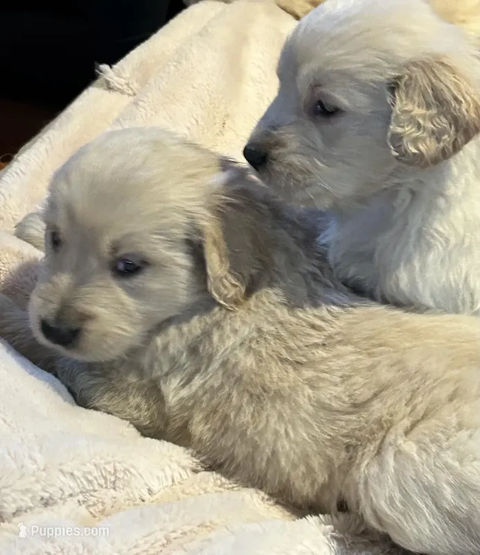 Mr. KC – Golden Retriever puppy for sale in Maryville, MO