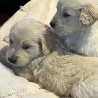 Miss Sally, a  Golden Retriever for sale in Maryville, MO – Photo 3 of 7