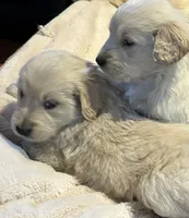 Miss Sally, a female Golden Retriever for sale in Maryville, MO – Photo 3 of 7