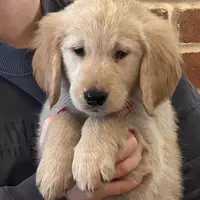 Miss Sally, a  Golden Retriever for sale in Maryville, MO – Photo 1 of 7