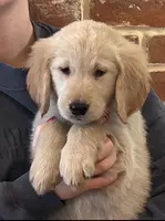 Miss Sally, a female Golden Retriever for sale in Maryville, MO – Photo 1 of 7