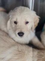 Miss Butter, a female Golden Retriever for sale in Maryville, MO – 7 of 10