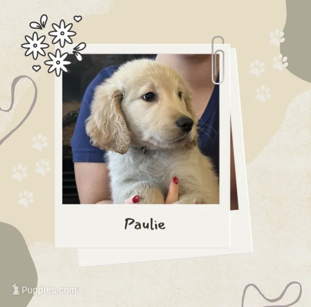 Mr. Paulie – Golden Retriever puppy for sale in Maryville, MO