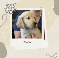 Mr. Paulie, a male Golden Retriever for sale in Maryville, MO – 1 of 4