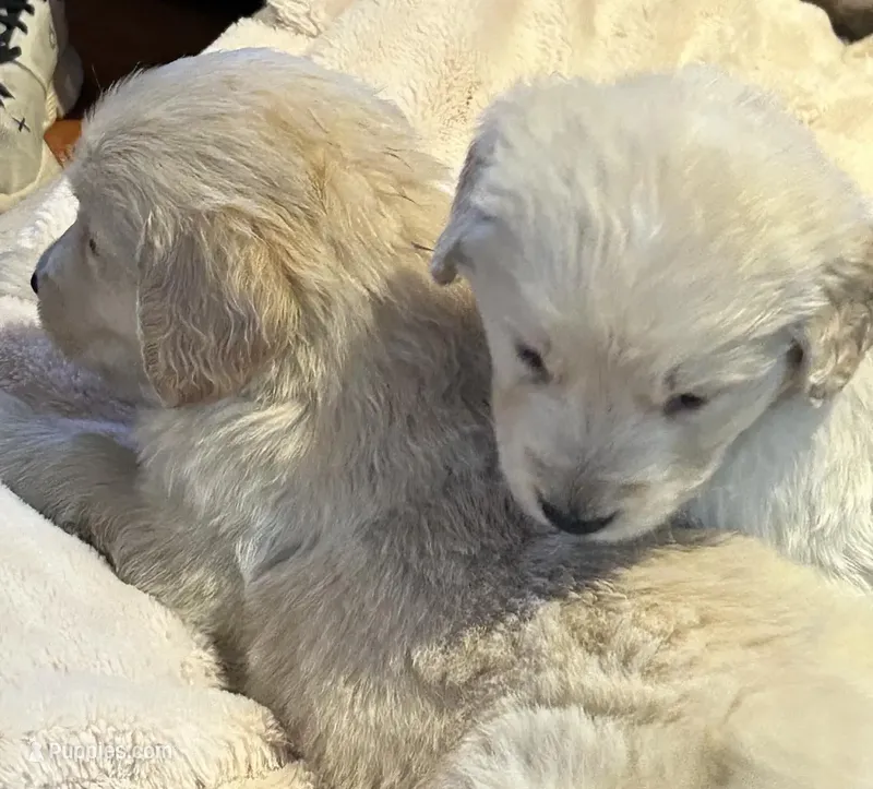Mr. Bobby – Golden Retriever puppy for sale in Maryville, MO