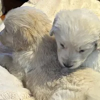 Teddy, a  Golden Retriever for sale in Maryville, MO – Photo 8 of 8