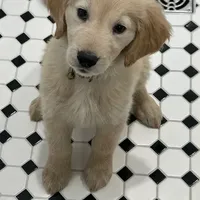 Teddy, a  Golden Retriever for sale in Maryville, MO – Photo 3 of 8