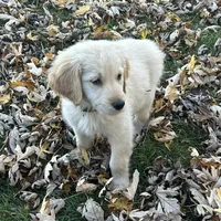 Teddy, a  Golden Retriever for sale in Maryville, MO – Photo 7 of 8