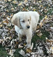 Teddy, a male Golden Retriever for sale in Maryville, MO – Photo 7 of 8