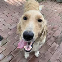 Teddy, a  Golden Retriever for sale in Maryville, MO – Photo 4 of 8