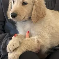 Teddy, a  Golden Retriever for sale in Maryville, MO – Photo 1 of 8