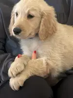 Teddy, a male Golden Retriever for sale in Maryville, MO – Photo 1 of 8