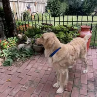 Teddy, a  Golden Retriever for sale in Maryville, MO – Photo 6 of 8