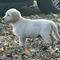 Teddy, a  Golden Retriever for sale in Maryville, MO – Photo 5 of 8