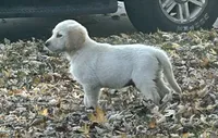 Teddy, a male Golden Retriever for sale in Maryville, MO – Photo 5 of 8