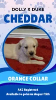 Mr Cheddar, a male Golden Retriever for sale in Maryville, MO – 5 of 5