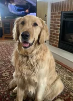 Miss Butter, a female Golden Retriever for sale in Maryville, MO – 9 of 10
