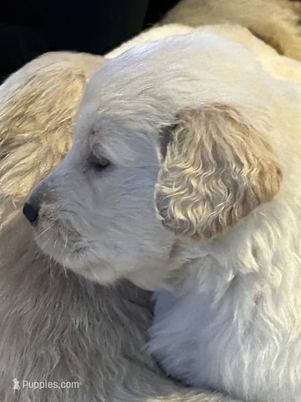 Miss Peony – Golden Retriever puppy for sale in Maryville, MO