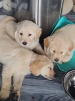 Miss Butter, a female Golden Retriever for sale in Maryville, MO – 8 of 10