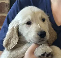 Mr. Benny, a male Golden Retriever for sale in Maryville, MO – 3 of 5